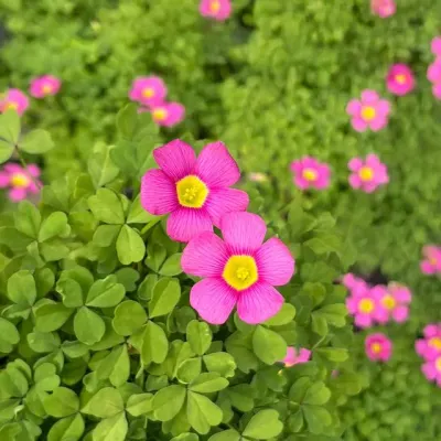 다쿠퍼플 사랑초 (소형)