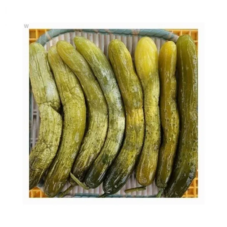 루미나D 강원도 홍천 농원 오대산 오이지절임 1kg