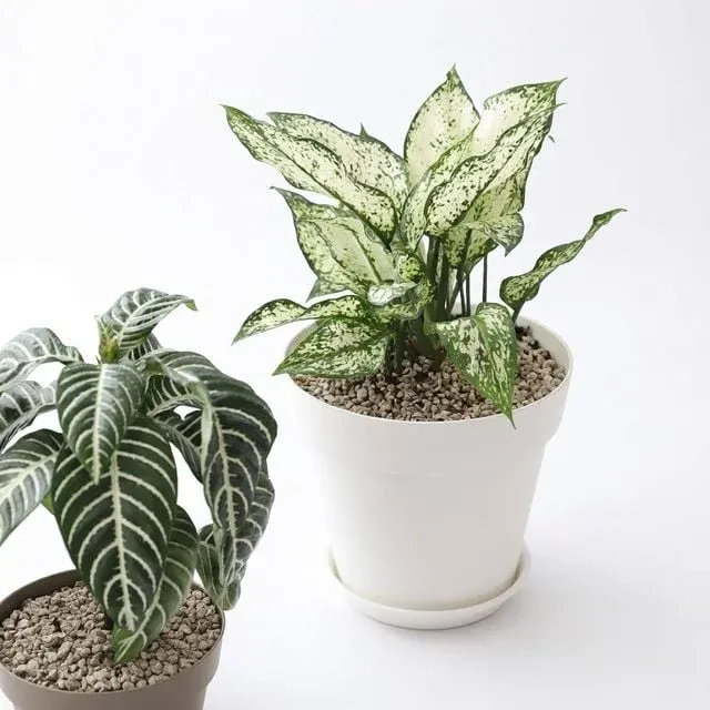 베란다 실내인테리어 홈가드닝 4호 아트화분 작은정원 식물 미니 꽃 빌라