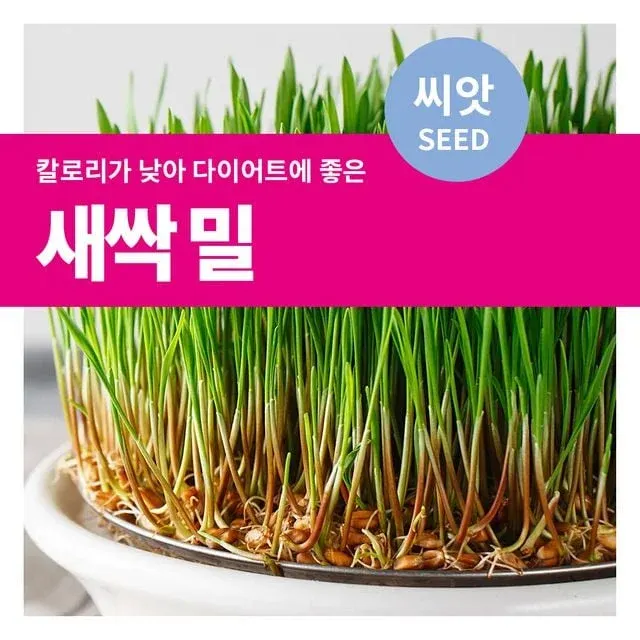 새싹밀 씨앗