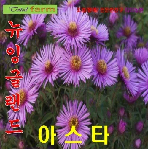 뉴잉글랜드아스타 혼합 씨앗20립