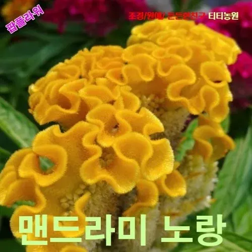맨드라미 노랑 산호형 씨앗 10립