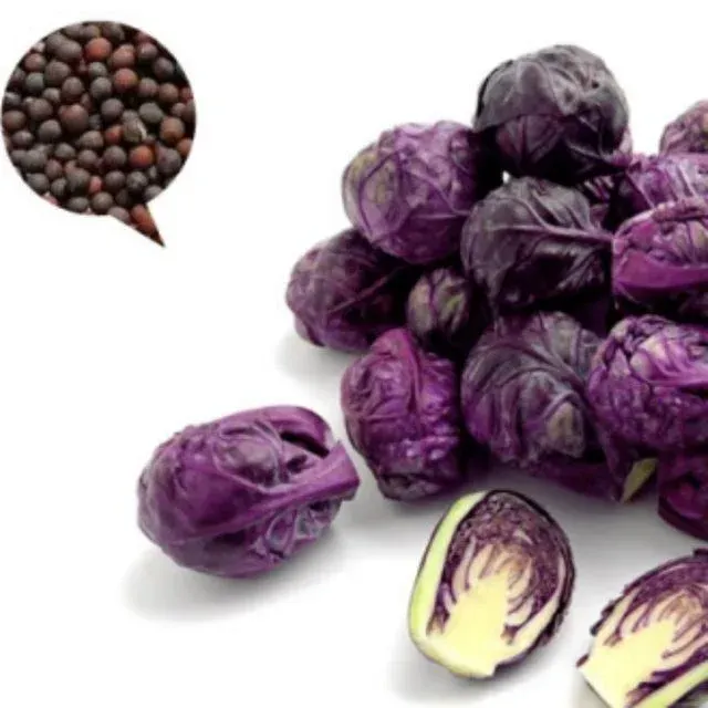야채씨앗 자색 방울 양배추 씨앗 30알 purple-drop cabbage seed