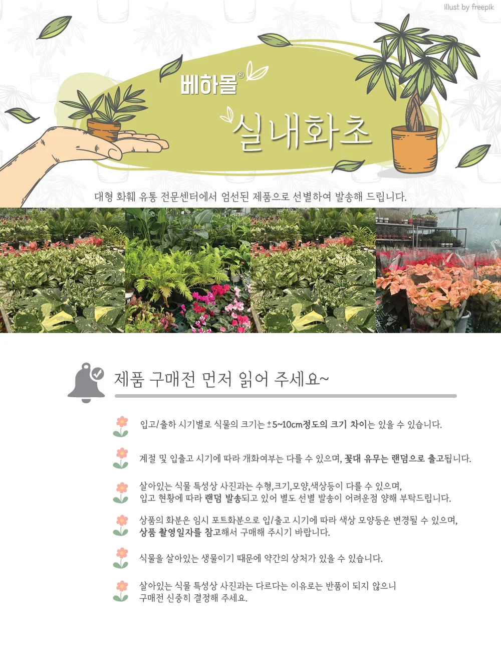 공기정화식물 거실인테리어식물 사무실화초 스노우사파이어 약35cm 상세1