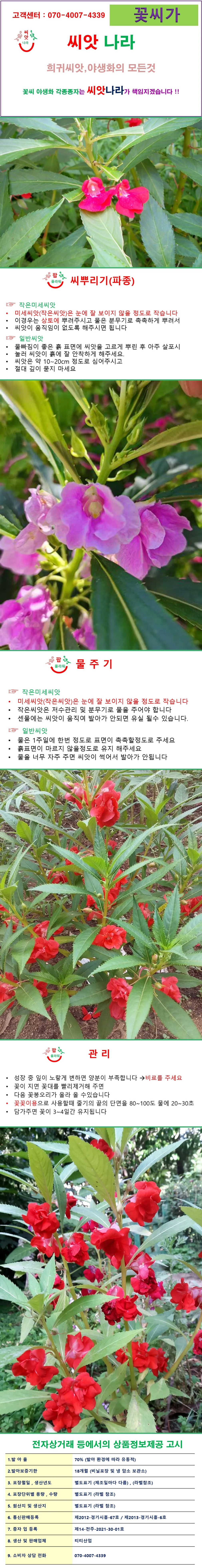 봉선화 봉숭아 씨앗 혼합색 30립 상세1