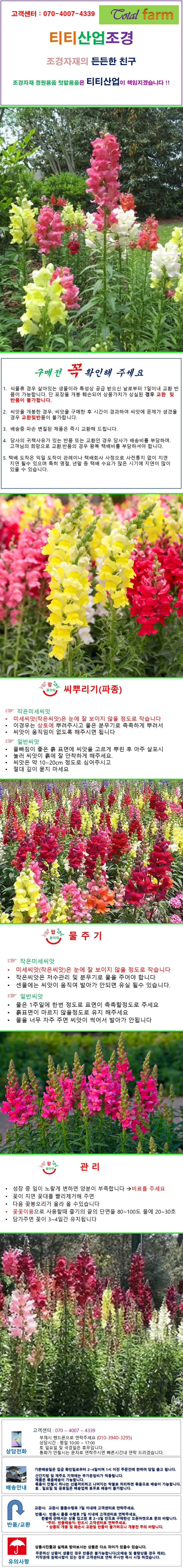 큰키금어초 혼합색 50립 상세1