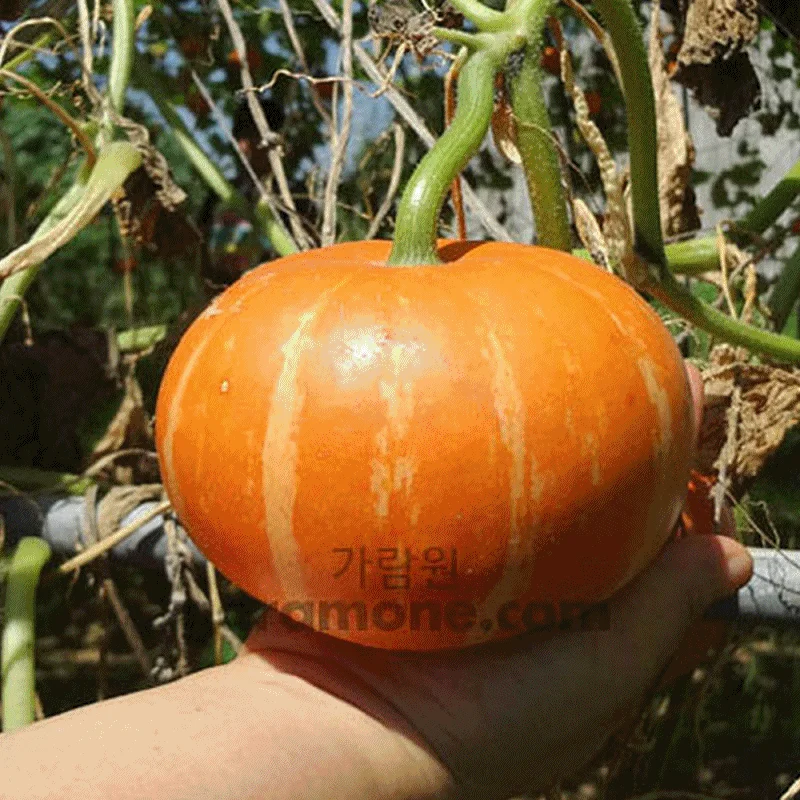 씨앗 빨간 약호박 화초 토종 호박 red squash seed 10알 상세2