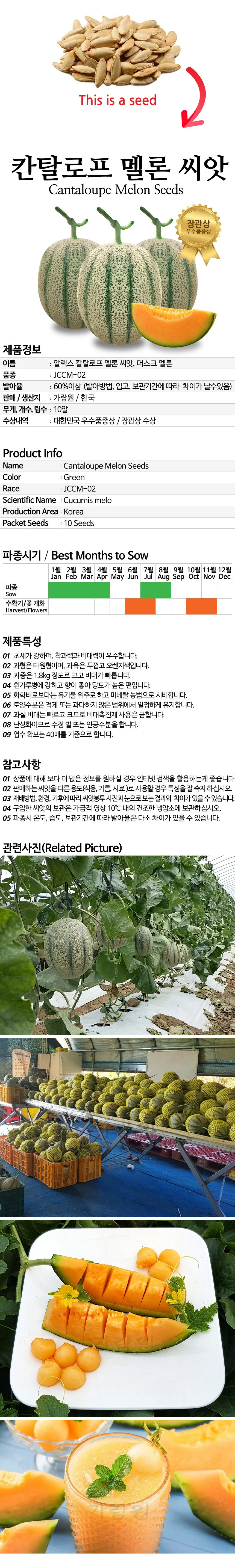 씨앗 칸탈로프 메론 종자 과일 참외 씨 10알 cantaloupe melon seeds 상세2