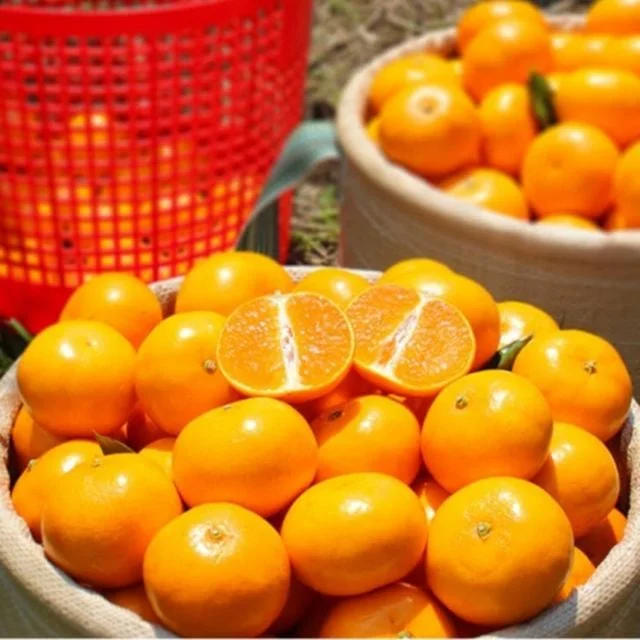 과일 하우스 감귤 제주 국내산 2개 3.5kg tangerine