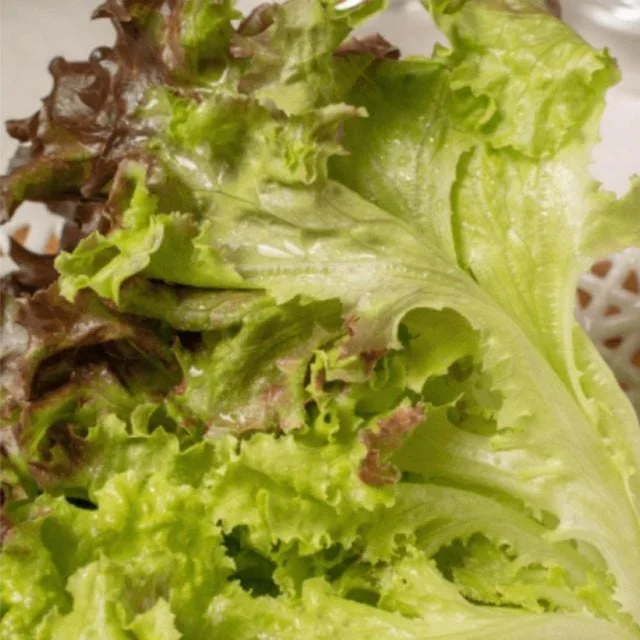 샐러드 국산 유러피언 청정 스마트팜 랜덤 3kg