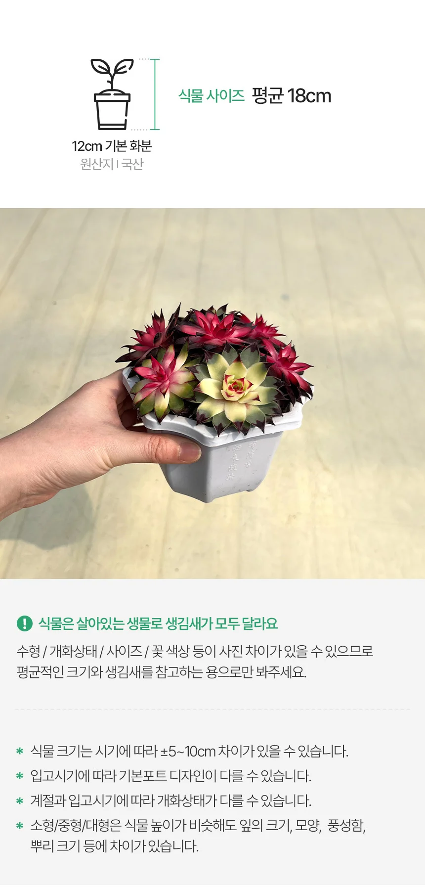바위솔 (소형) 상세3