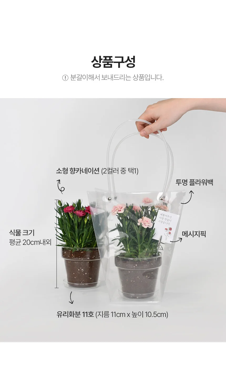 향카네이션 유리화분 식재 세트 상세3