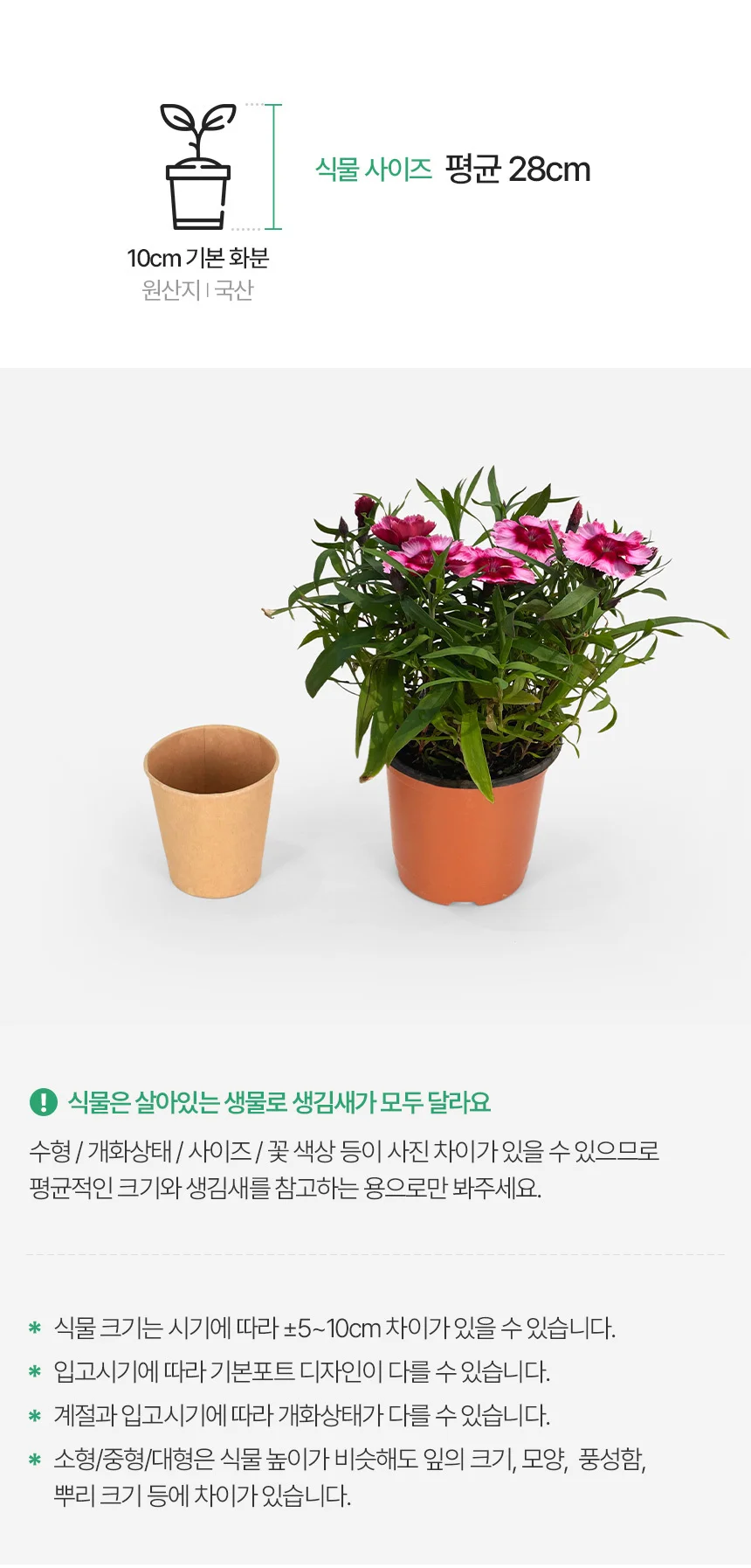 슈퍼파르페 라즈베리 석죽 (소형) 상세3