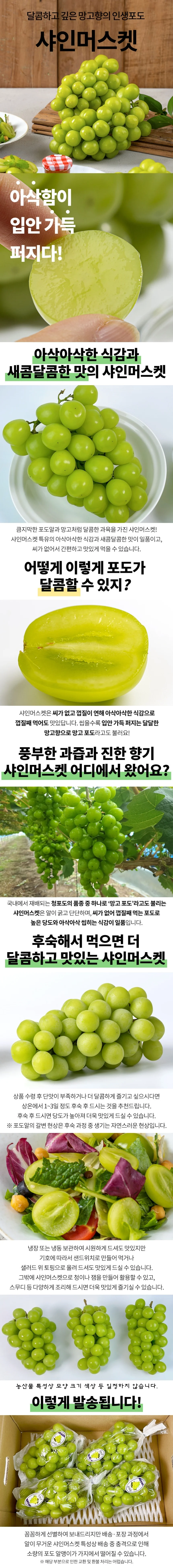 샤인머스켓 1.5kg 3수 상세1