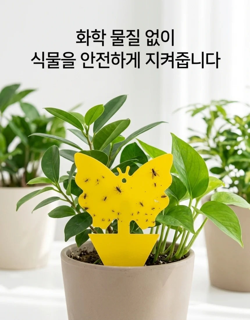 작은뿌리파리 끈끈이 트랩 식물 초파리 10P 상세3