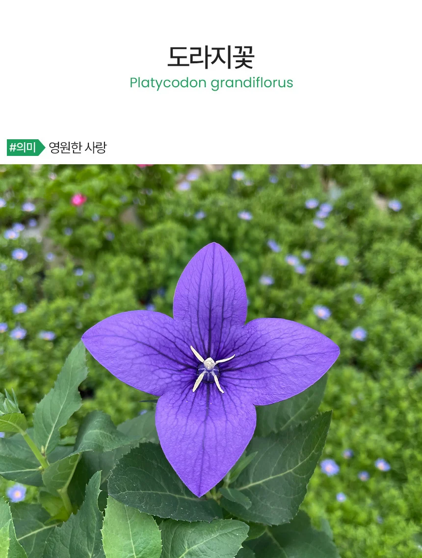 도라지꽃 (소형) 상세2