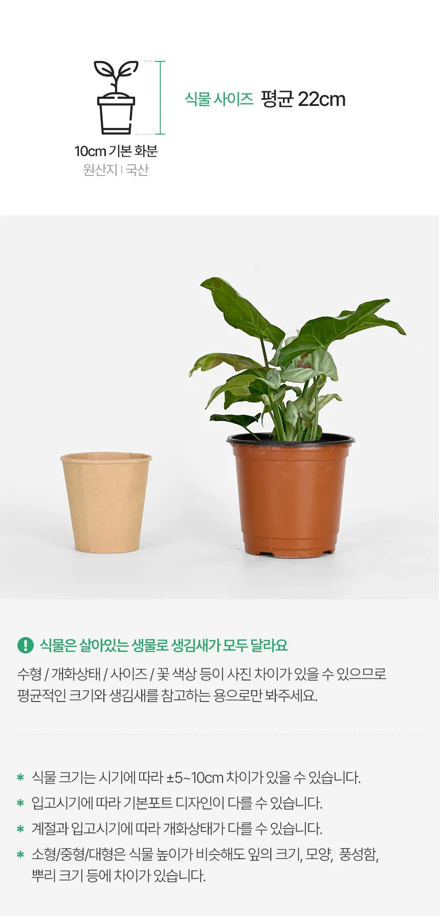 싱고니움 밀크컨페티 (소형) 상세3