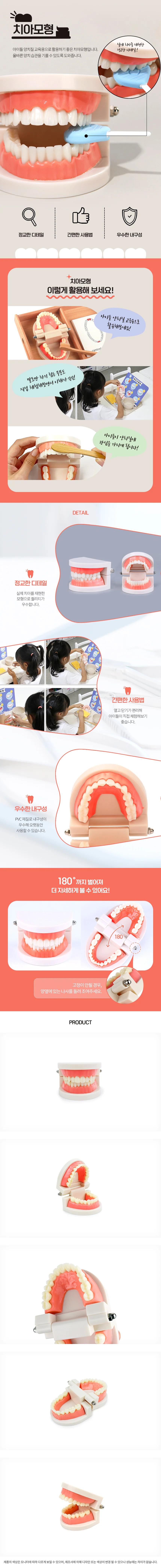 치아모형 모형소품 양치놀이장난감 상세2