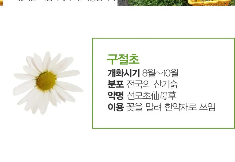 구절초꽃차 15g 상세4