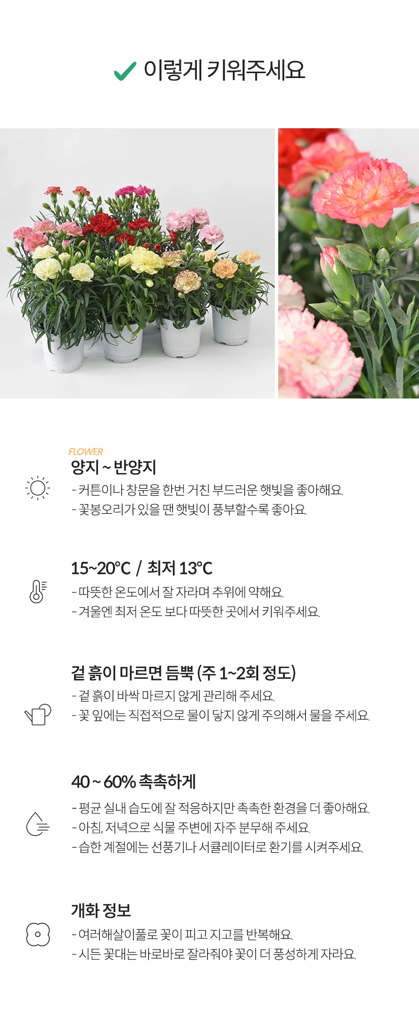 카네이션 1+1 모종 (소형) 상세5