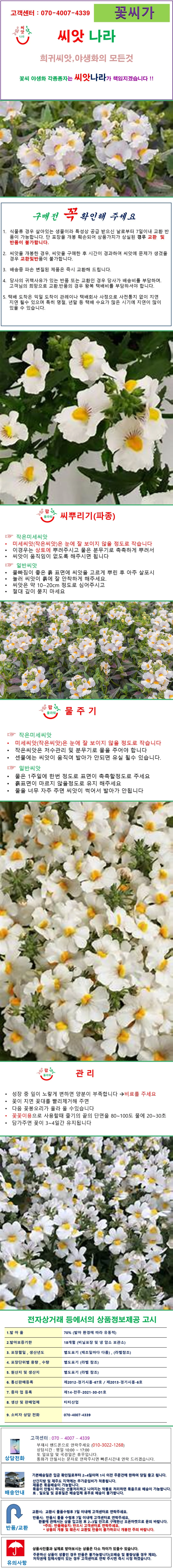 네메시아 화이트 씨앗 25립 상세1