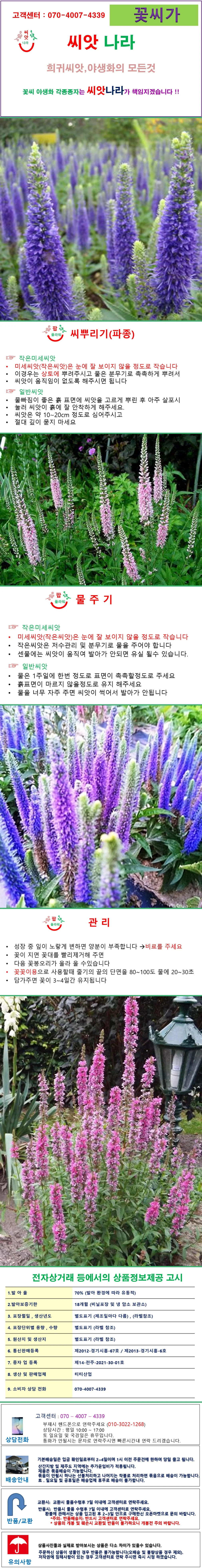 베로니카꽃꼬리풀 씨앗혼합 25립 상세1