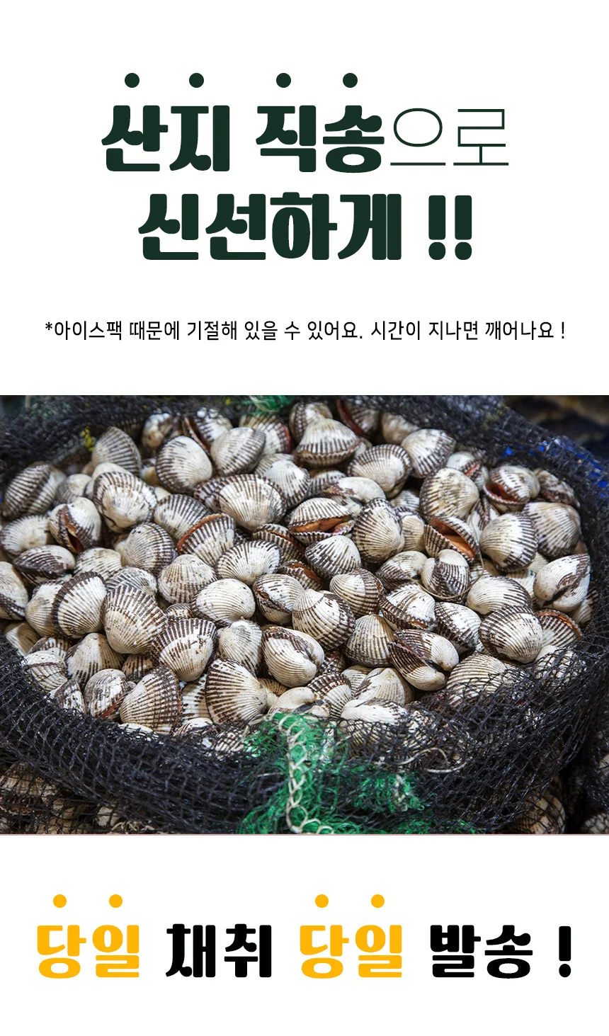 당일채취 산지직송 벌교 새꼬막 중 1kg 상세2