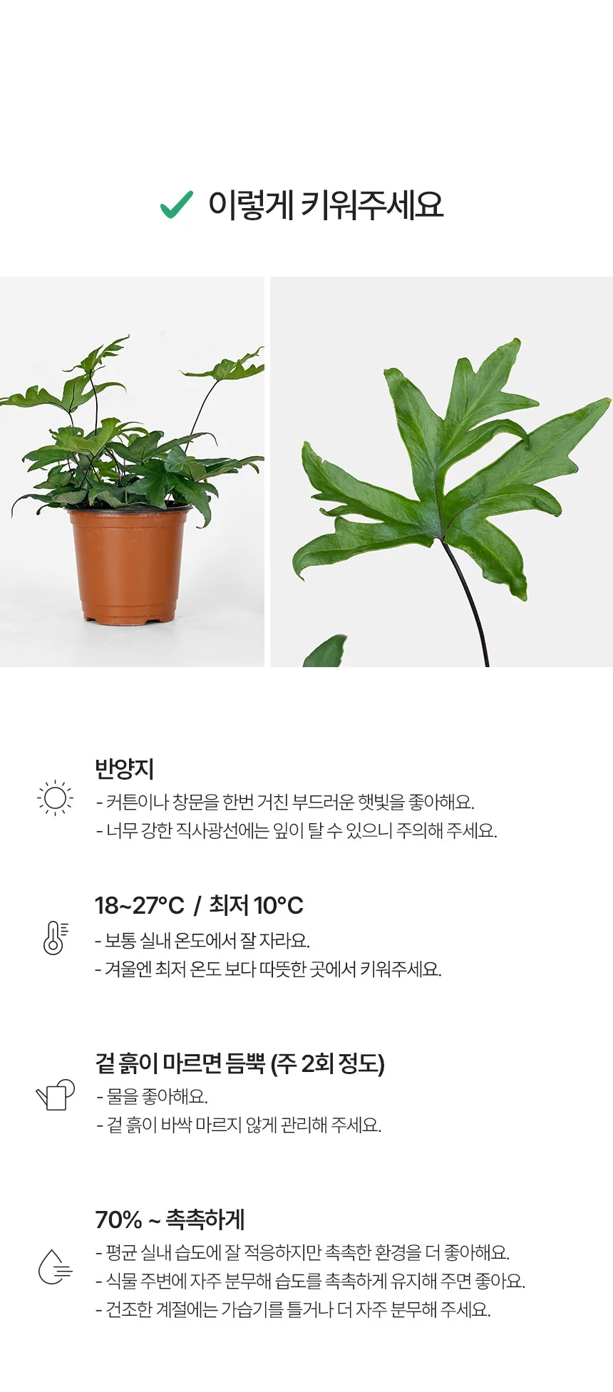 페다타 고사리 (소형) 상세4