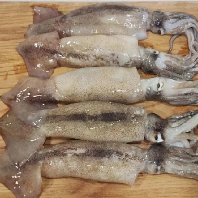 국내산 냉동 오징어 6미 냉동손질오징어 통오징어