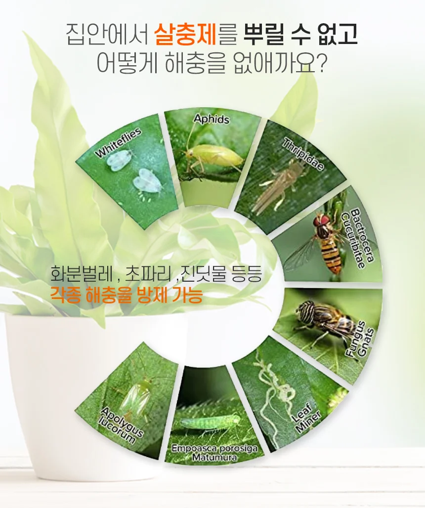 초파리 끈끈이 뿌리 트랩 날벌레 식물용 잡이 해충 실내 정원 포획기 상세2
