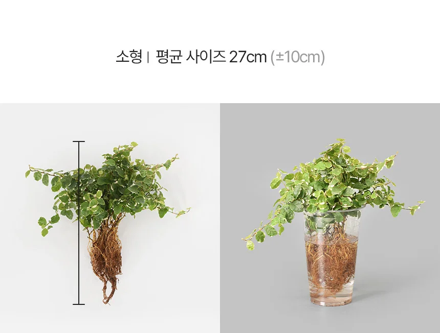 푸미라 (세척모종) 상세4