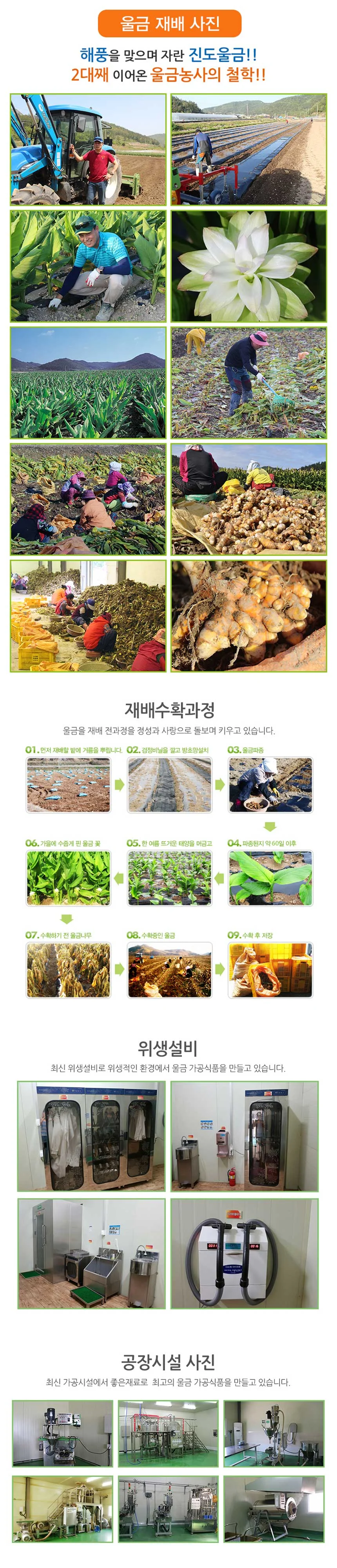 진도 울금 100 과립 스틱 강황 가루 볶은 간편한 음용 분말 상세3