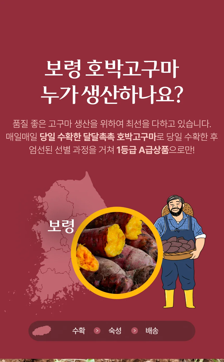 보령 호박고구마 산지직송 비세척 10kg 상세4