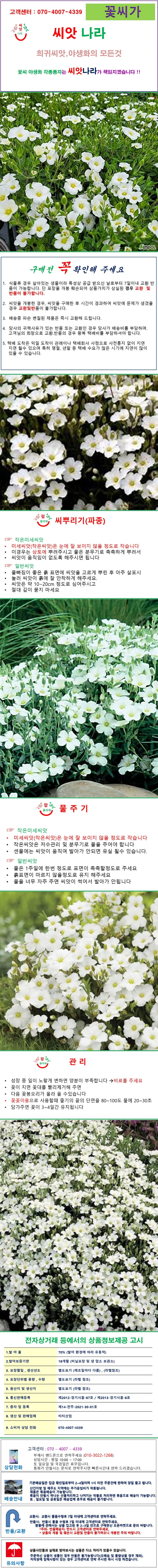 꽃잔디대체 남도자리 ) 씨앗 10립 상세1