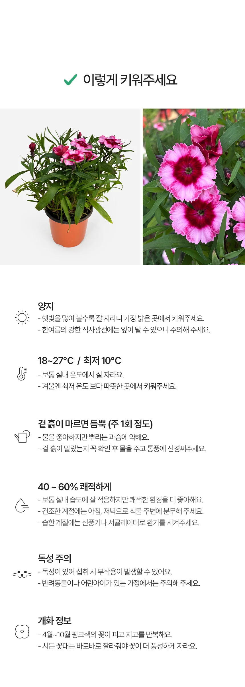 슈퍼파르페 라즈베리 석죽 (소형) 상세4