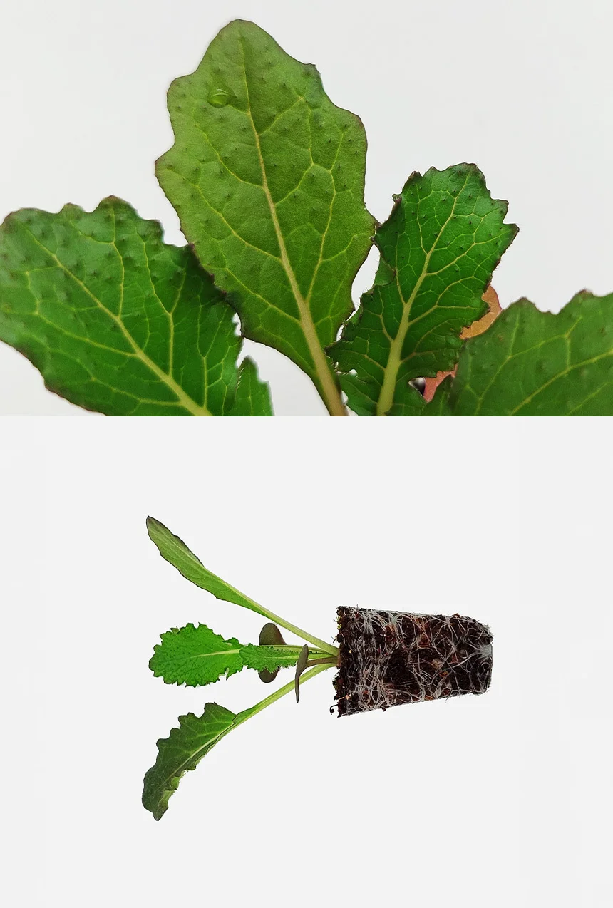 토종무 강화순무 2개 상세4