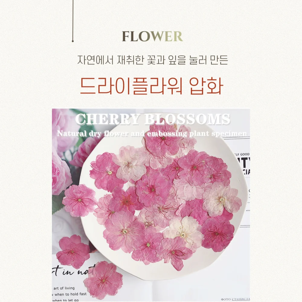 공예 드라이플라워 압화 (핑크제비꽃) 상세1
