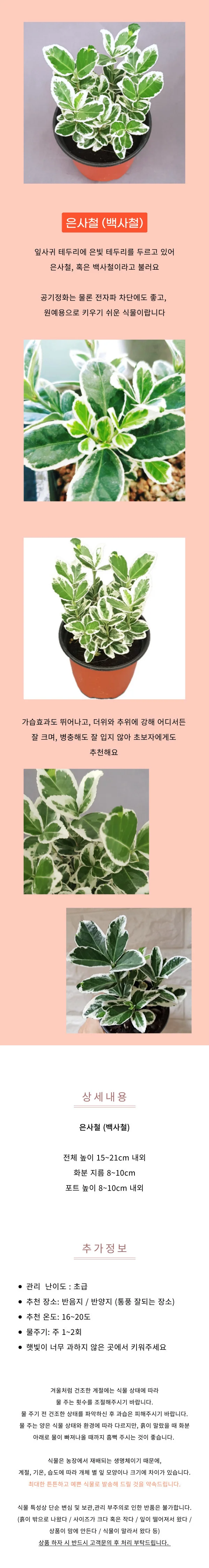 실내에서 키우기쉬운 은사철 화분 공기정화 식물 다육 상세1