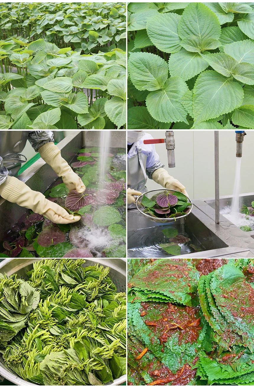 매력반찬 국산 깻잎 매실생깻잎 양념무침 250g 상세4