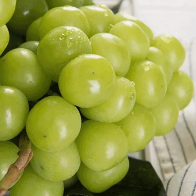 옥천 샤인 머스켓 샹큼 시원 달콤 2kg 3 4수 shine muscat