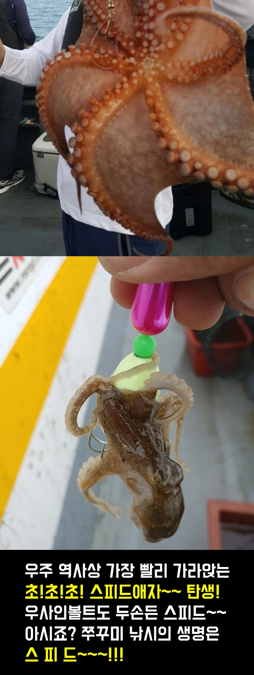 갑오징어 쭈꾸미 문어 선상낚시루어 채비 45g 55g 상세2