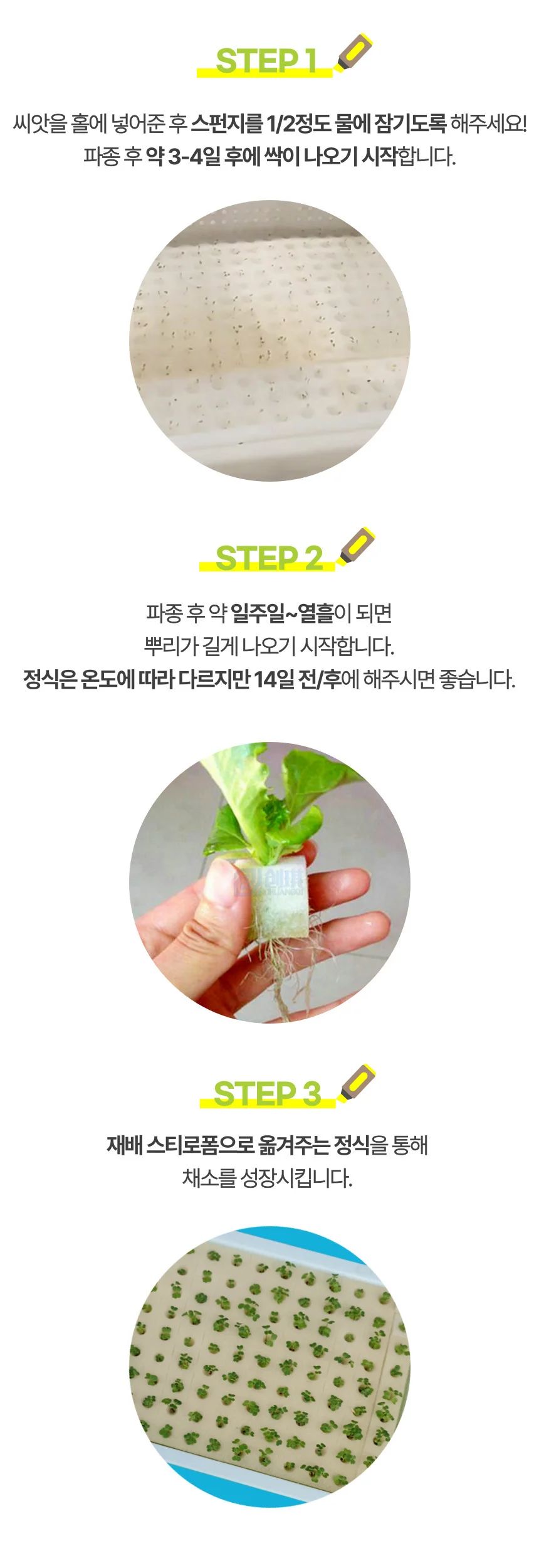 수경재배 씨앗 발아 식물 상추 파종 스펀지 100조각 상세3