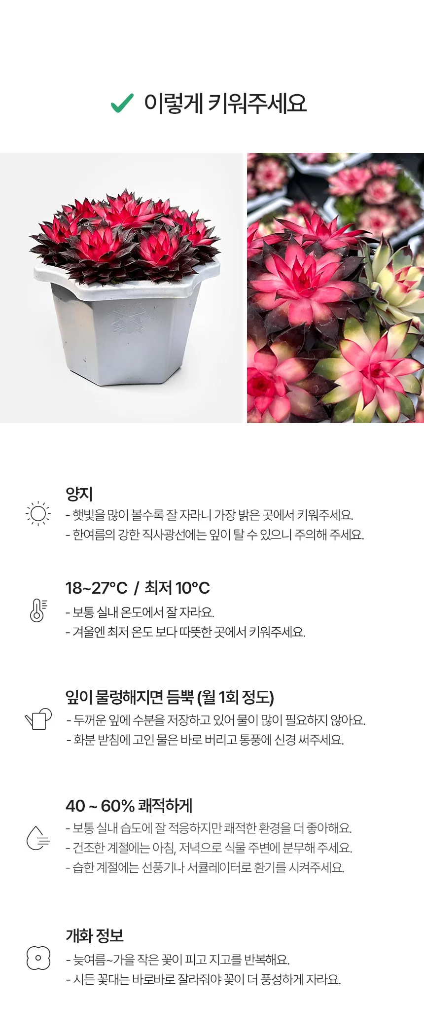 바위솔 (소형) 상세5
