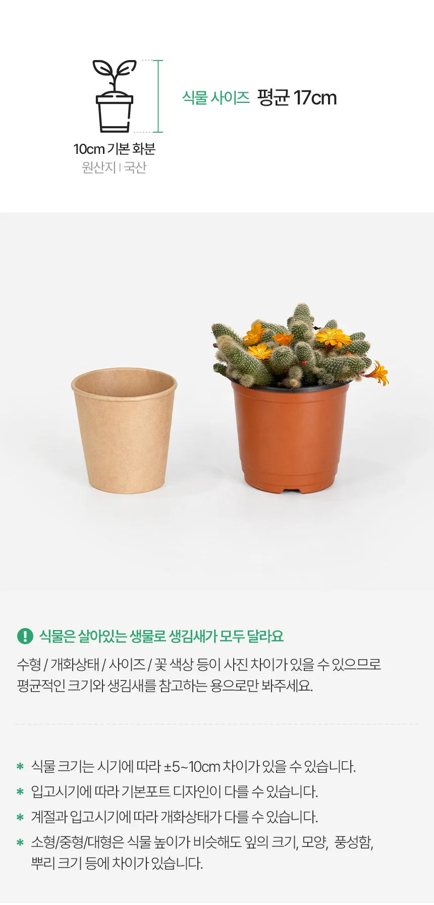 레부티아 헬리오사 선인장 (소형) 상세3