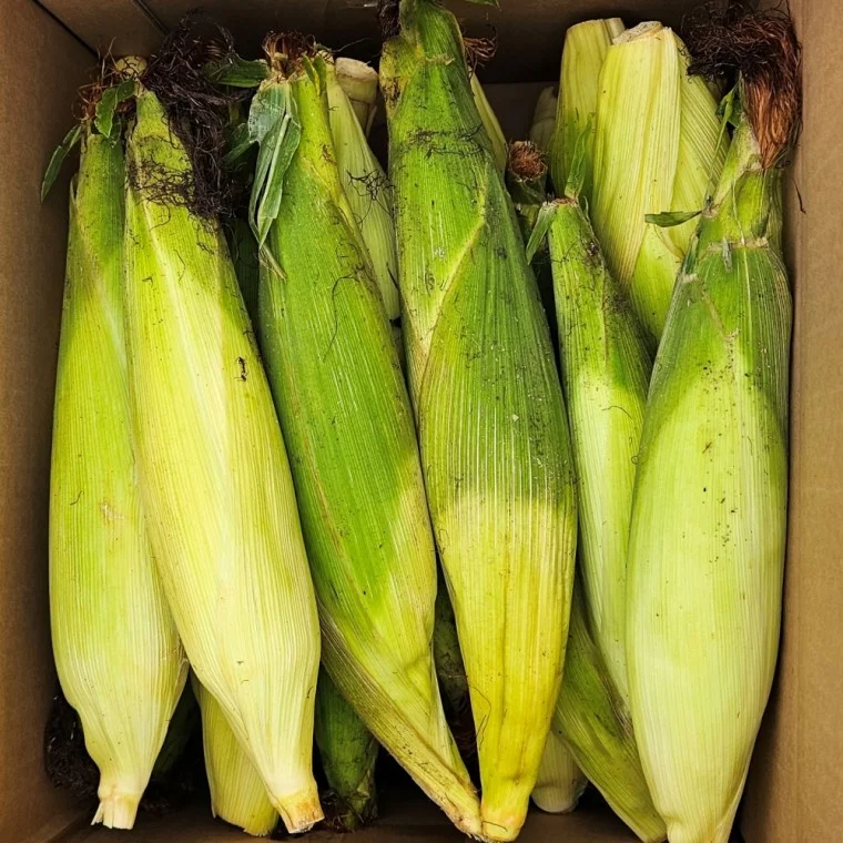 강원도 미백 찰옥수수 중품 30개