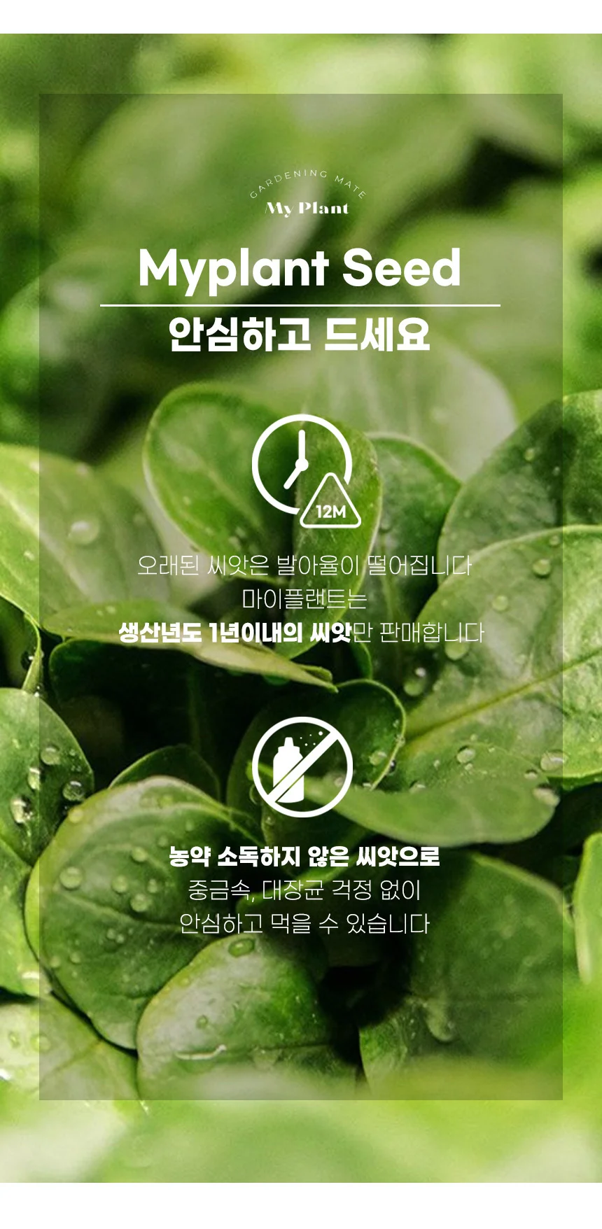새싹밀 씨앗 상세1