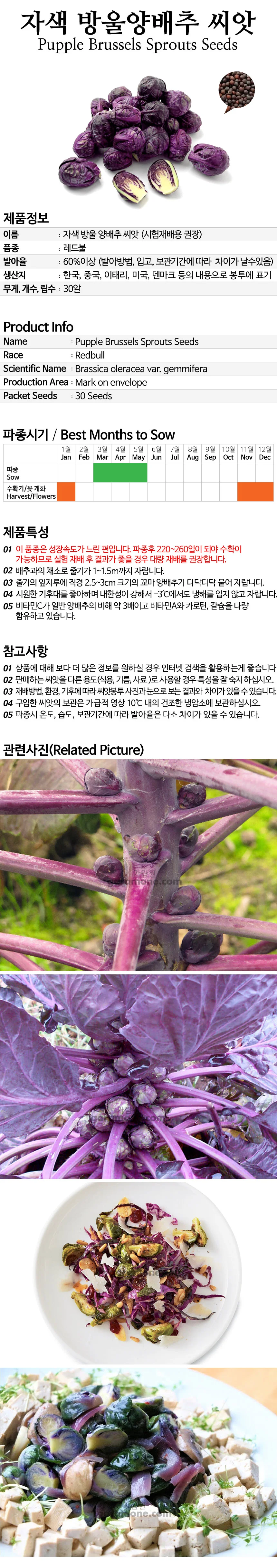 야채씨앗 자색 방울 양배추 씨앗 30알 purple-drop cabbage seed 상세3