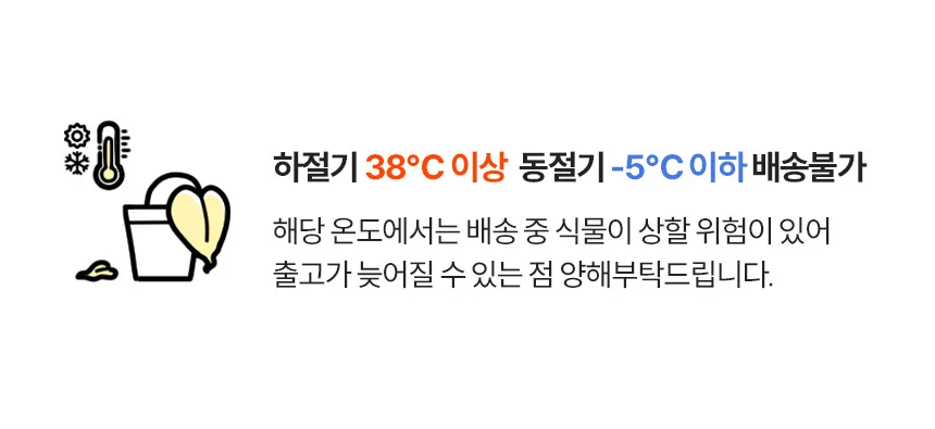 무늬벤자민 유리화분 받침세트 상세1