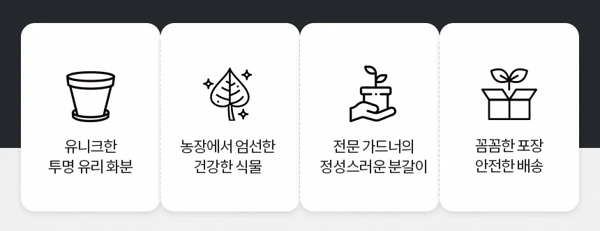 무늬벤자민 유리화분 받침세트 상세3