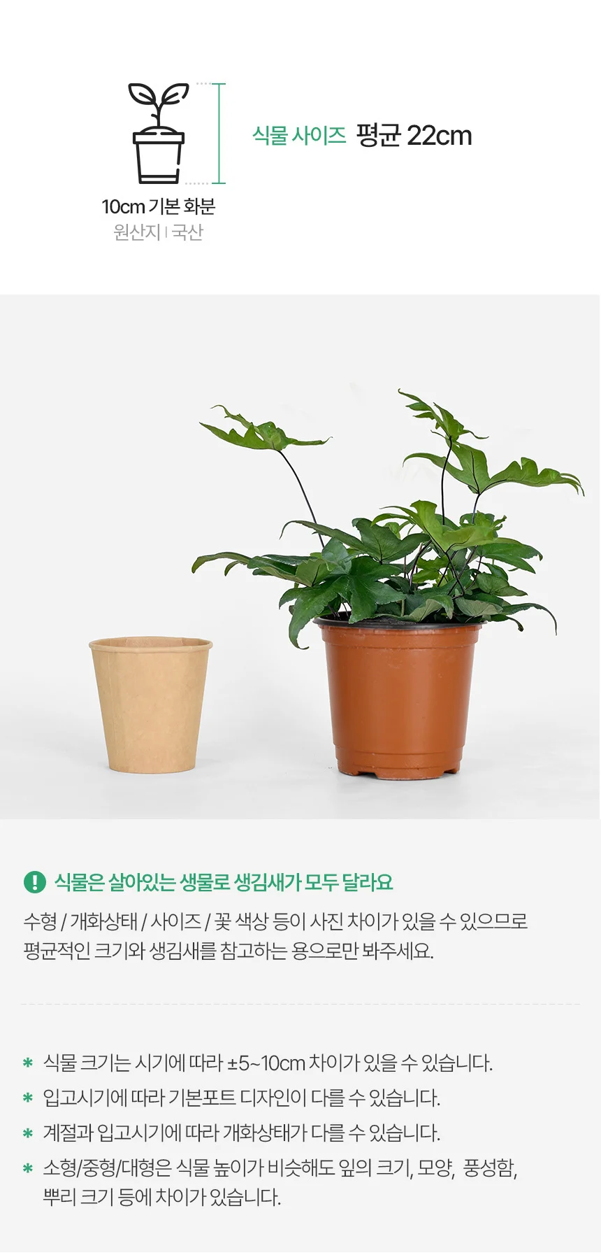 페다타 고사리 (소형) 상세3